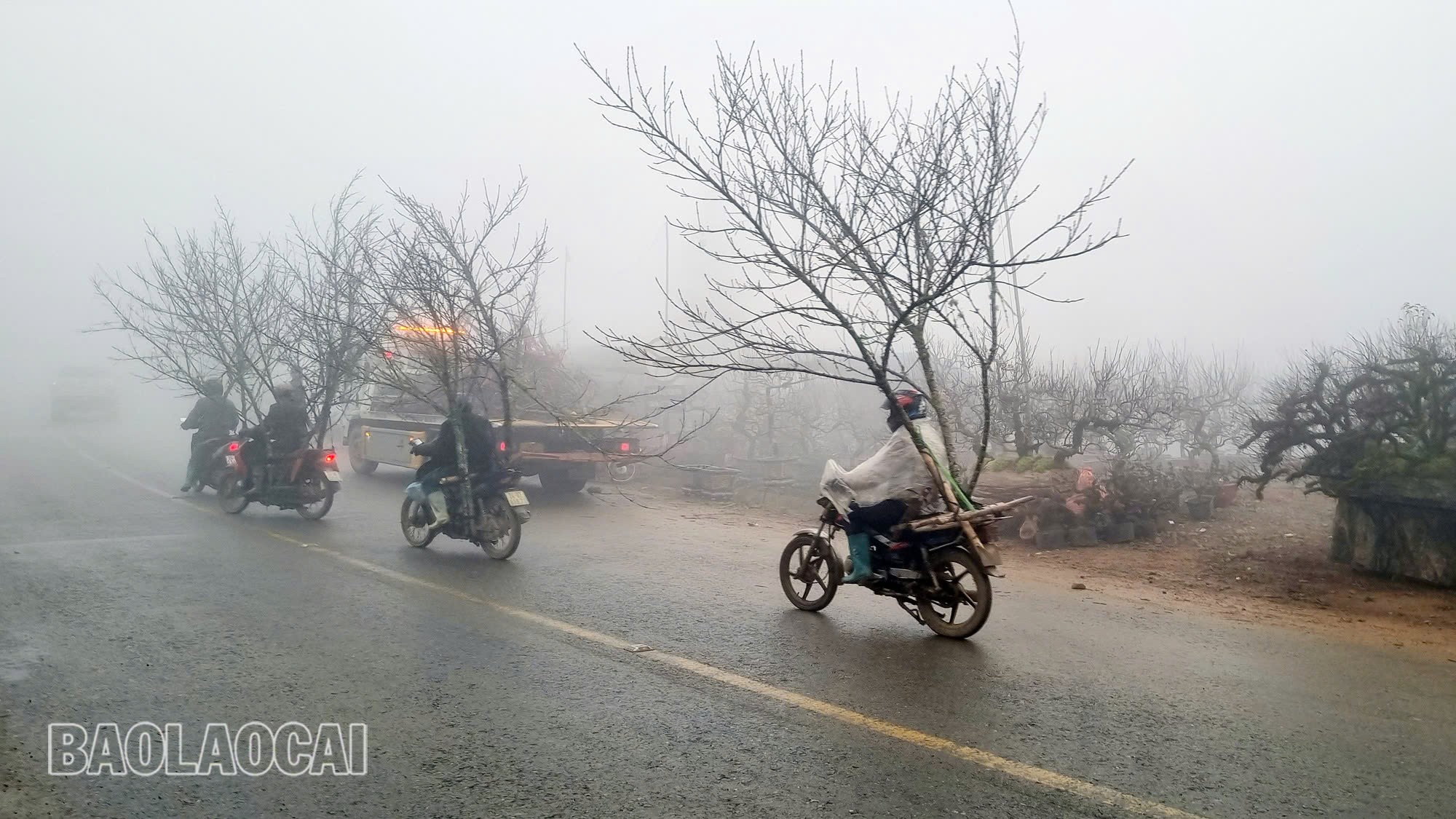 Đào Sa Pa sôi động ngày Tết thương mại tăng nhanh- Ảnh 1.
