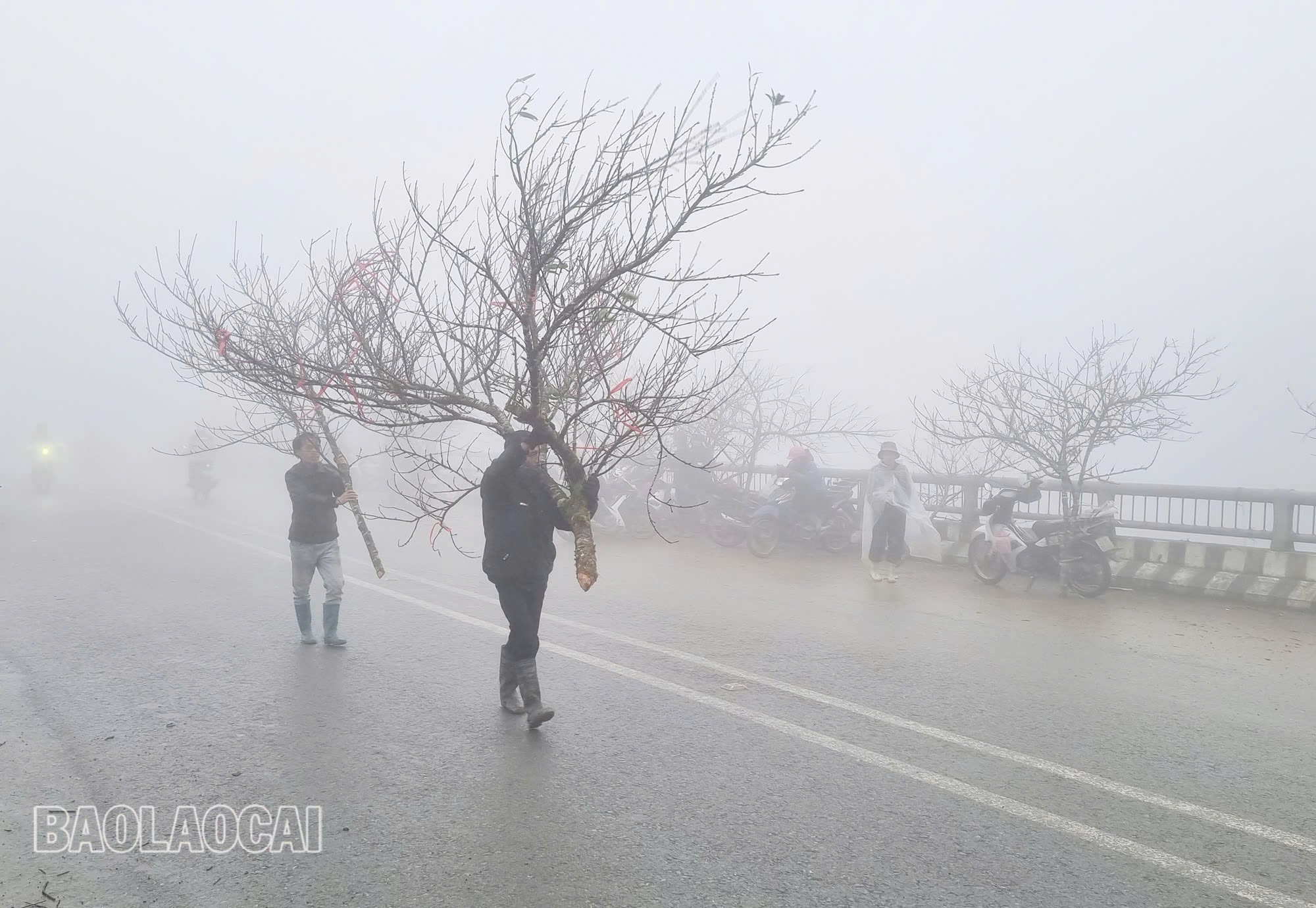 Đào Sa Pa sôi động ngày Tết thương mại tăng nhanh- Ảnh 3.