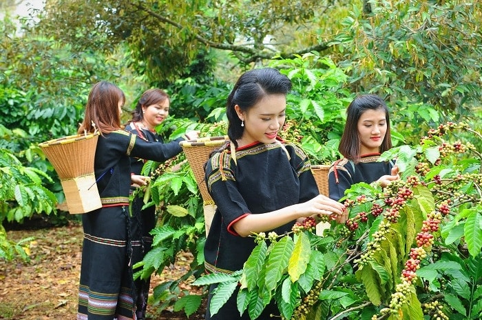 Nhiều tour trải nghiệm cà phê tại Lễ hội Cà phê Buôn Ma Thuột lần thứ 9. Ảnh: S.T