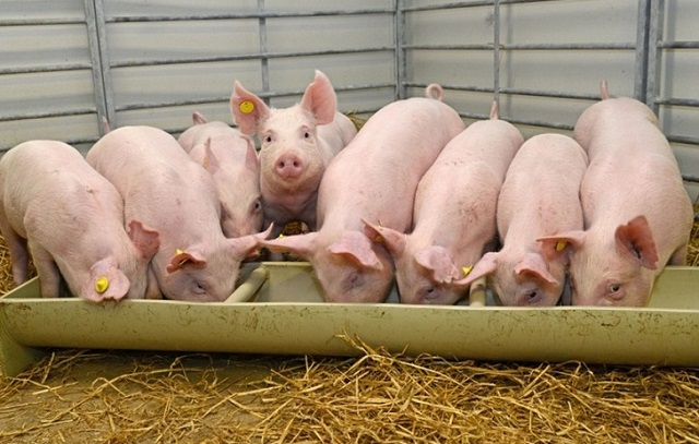 Giá heo hơi tại miền Bắc: Chạm ngưỡng 70.000 đồng/kg
