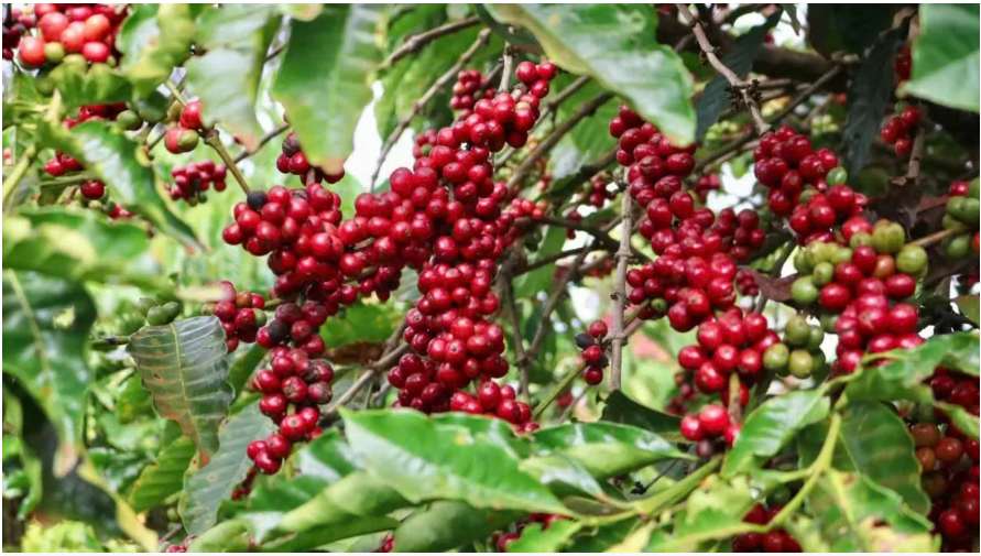 Giá cà phê trong nước đã quay đầu tăng trở lại. 