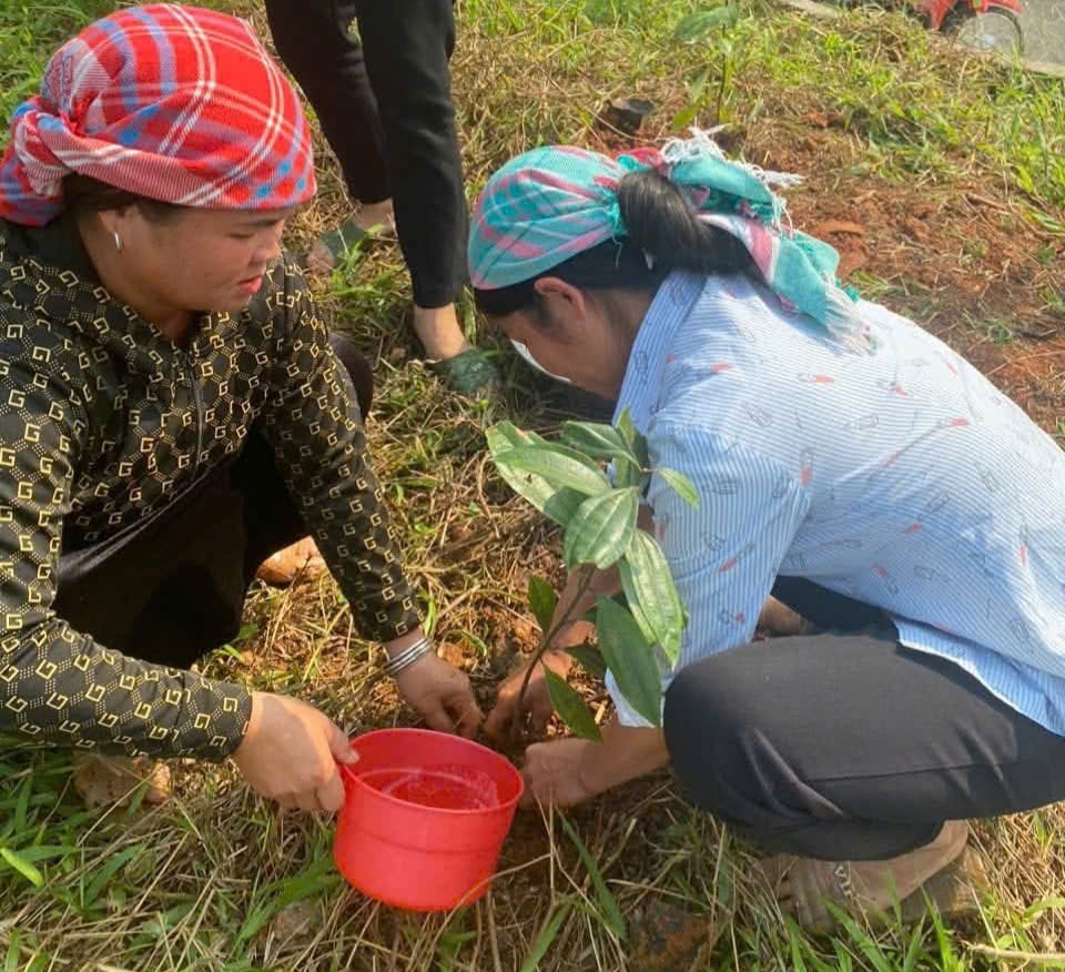 Lào Cai phấn đấu mở rộng 5.000 ha quế đạt tiêu chuẩn hữu cơ vào năm 2025- Ảnh 3. Nông dân xã Phú Nhuận, huyện Bảo Thắng giúp nhau trồng quế, mong một năm mưa thuận gió hòa, cây cối phát triển tốt (Ảnh Báo Lào Cai)