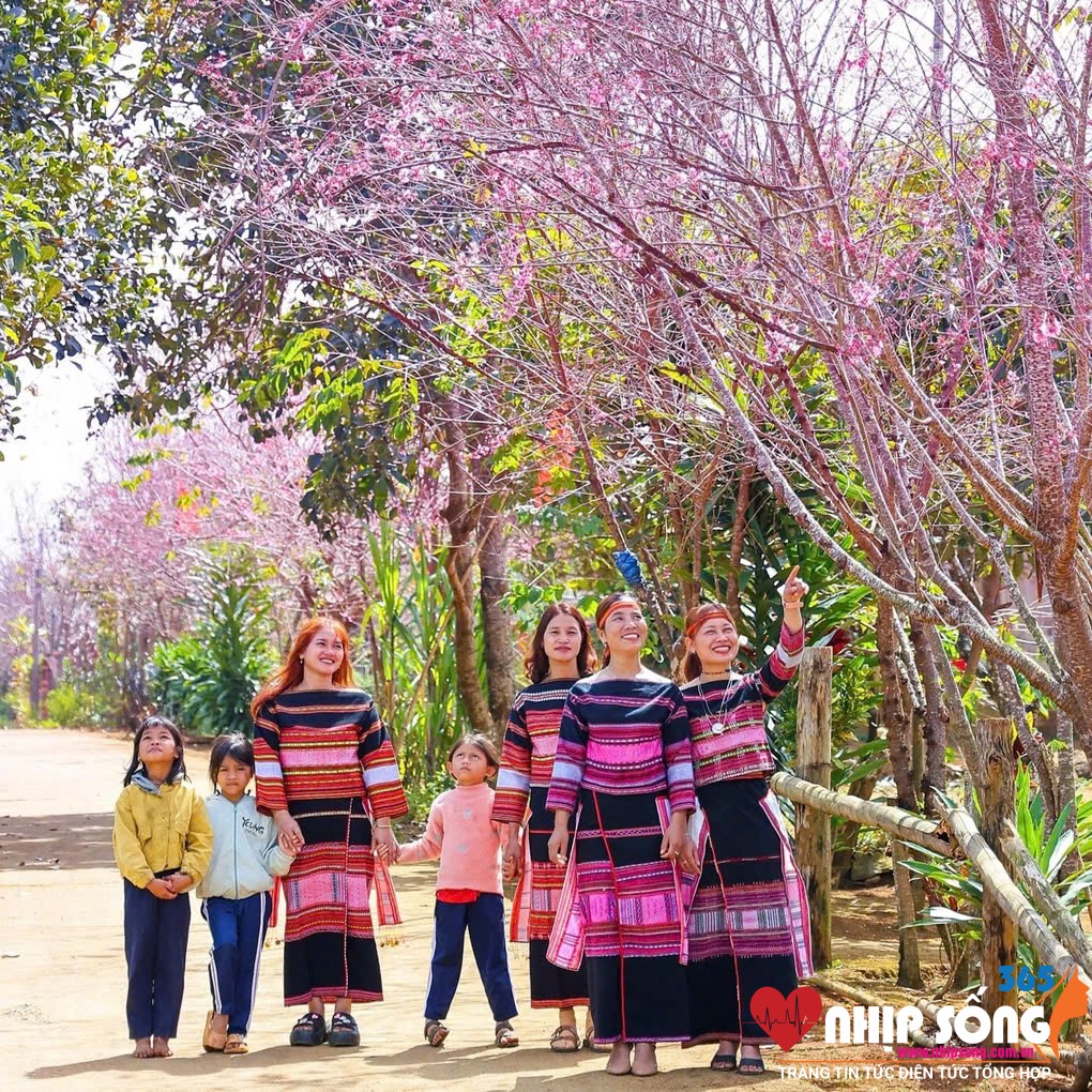 Hoa anh đào khoe sắc ở vùng núi tại Bình Định