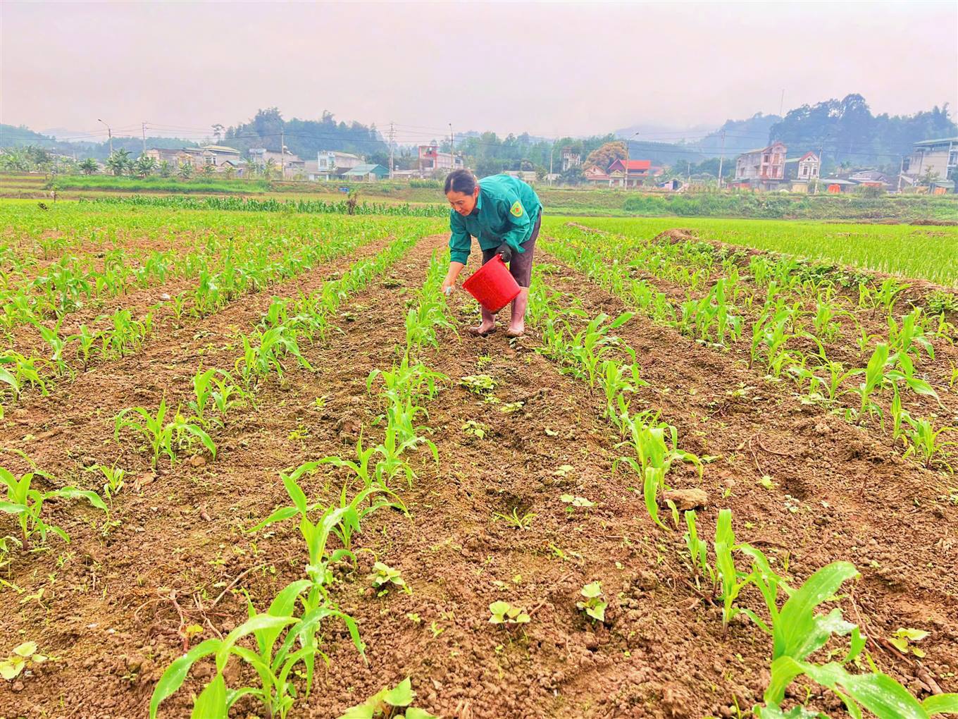Nông dân Bảo Thắng dốc sức chăm sóc ngô vụ Xuân - Hè 2025- Ảnh 2. Người dân bón phân giúp cây phát triển tốt. (Ảnh Truyền Hình Bảo Thắng)