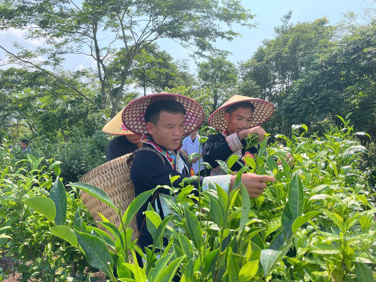 Bát Xát giữ gìn đặc sản chè Shan để nâng cao thu nhập cho người dân vùng cao- Ảnh 2. Cây chè đang góp phần nâng cao thu nhập cho nông dân vùng cao Bát Xát - Ảnh Báo Dân Tộc