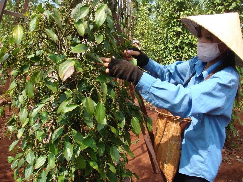Giá tiêu hôm nay 23/3/2025: Tăng trở lại, cả tuần thêm đến 1.500 đồng/kg- Ảnh 1. Giá tiêu hôm nay