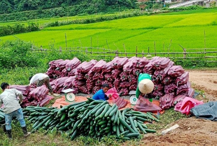 Mô hình trồng bí xanh đã góp phần nâng cao đời sống đồng bào DTTS ở huyện Mường Chà. (Ảnh Báo Dân Tộc)