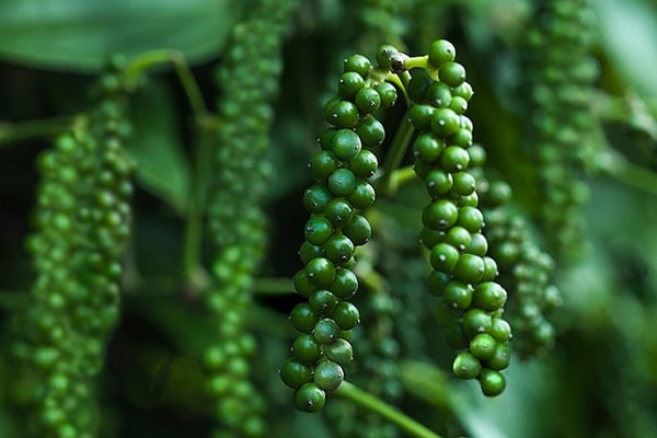 Giá tiêu duy trì ổn định, thị trường ít biến động