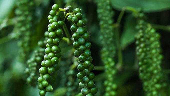 Giá tiêu hôm nay 6/3/2025: Tây Nguyên tăng mạnh, vượt mốc 160.000 đồng/kg- Ảnh 1. Tại Đắk Lắk, giá tiêu sáng nay được thu mua ở mức 160.500 đồng/kg, tăng 1.300 đồng/kg so với hôm qua.
