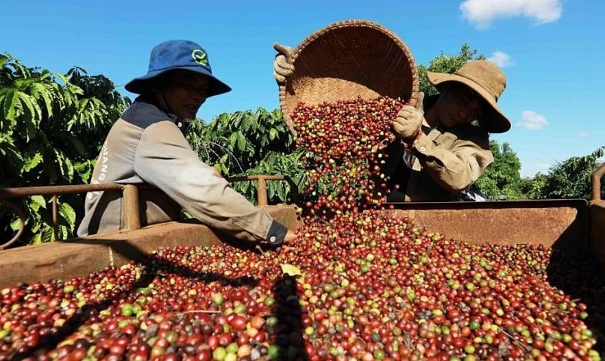Giá cà phê bật tăng mạnh, hồ tiêu giảm sâu trong ngày 11/3- Ảnh 1. Giá thu mua cà phê khu vực Tây Nguyên hôm nay trung bình ở mức 130.900 đồng/kg.