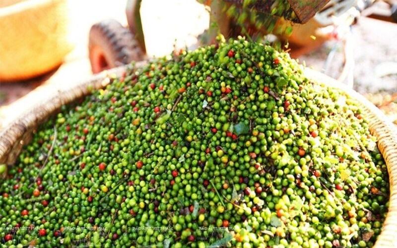 Giá tiêu hôm nay 21/3: Cùng xu hướng tăng tại thị trường trong nước và quốc tế