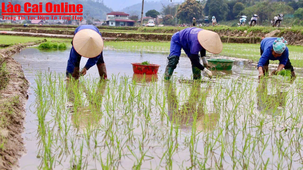 Nông dân thôn Chang, xã Thống Nhất khẩn trương xuống đồng sản xuất vụ Xuân- Ảnh 3. Để đảm bảo nhanh và đỡ vất vả hơn, thường thì một nhóm 4 - 5 gia đình sẽ làm xoay vòng, hôm nay đi cấy mạ cho nhà này, hôm sau cấy mạ cho nhà khác đến khi ruộng của mọi nhà đều cấy xong. Như vậy sẽ đỡ vất vả cũng như mang đậm tình làng nghĩa xóm.
