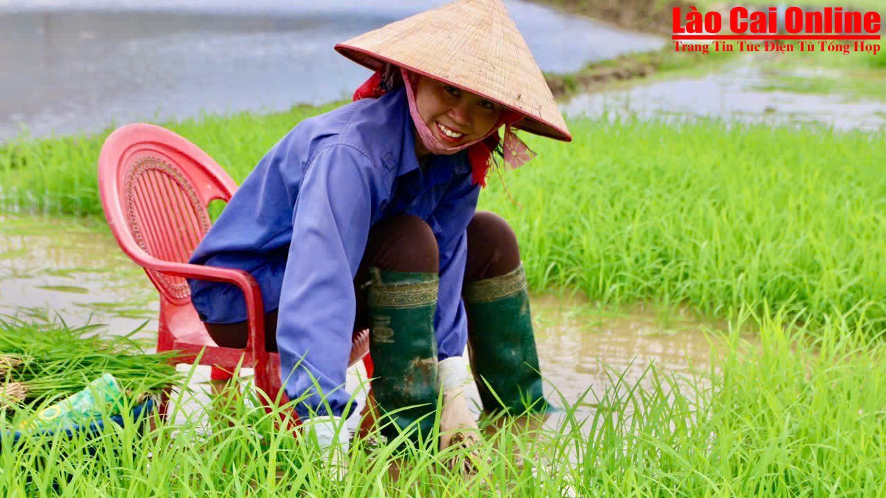 Nông dân thôn Chang, xã Thống Nhất khẩn trương xuống đồng sản xuất vụ Xuân- Ảnh 2. Bà con nhổ mạ để để chuyển mạ đến các thửa ruộng đã chuẩn bị xong