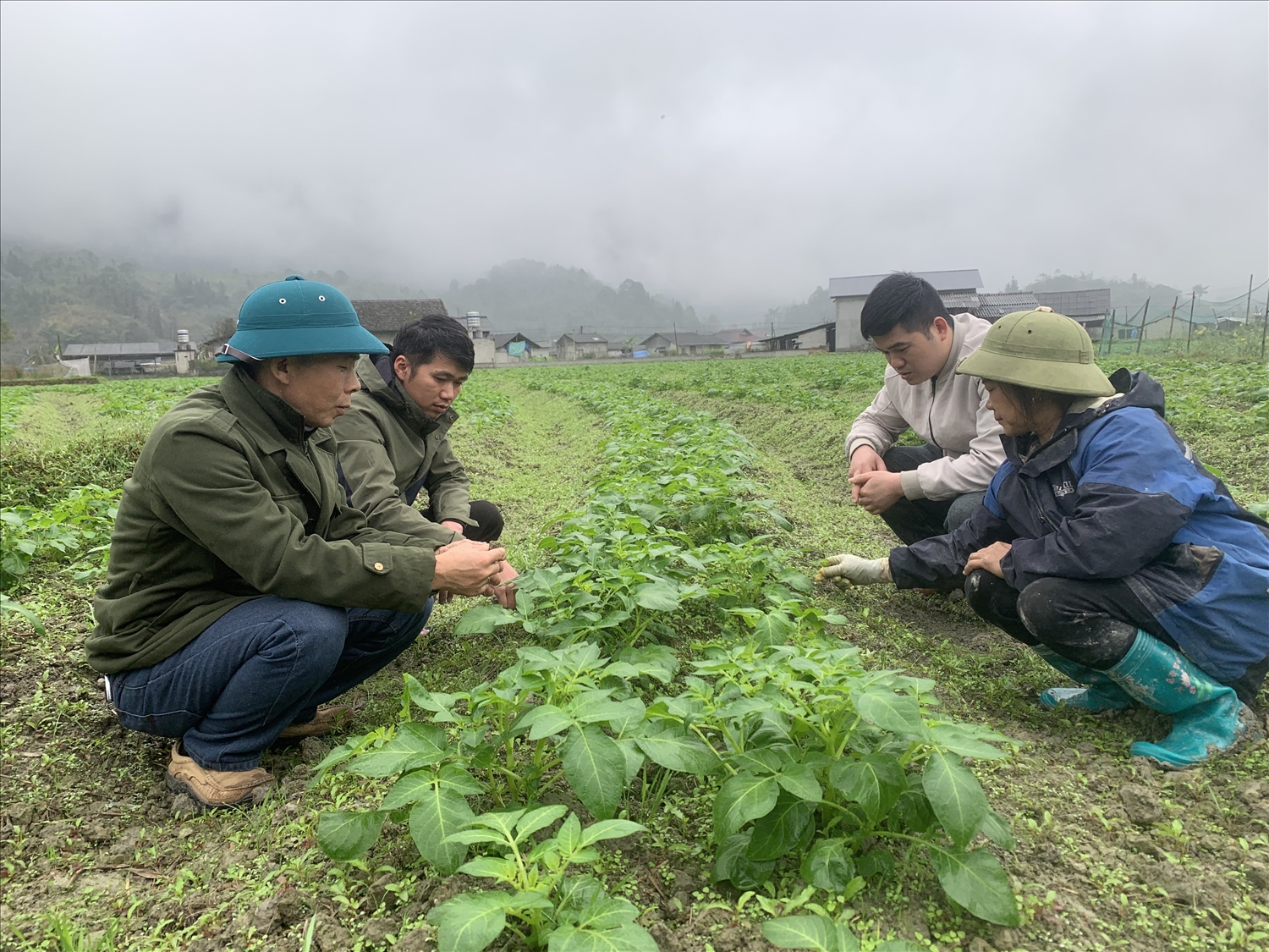 20ha diện tích cây khoai tây của anh Ngũ Chính Phú hiện đang sinh trưởng, phát triển tốt. (Ảnh Báo Dân Tộc)