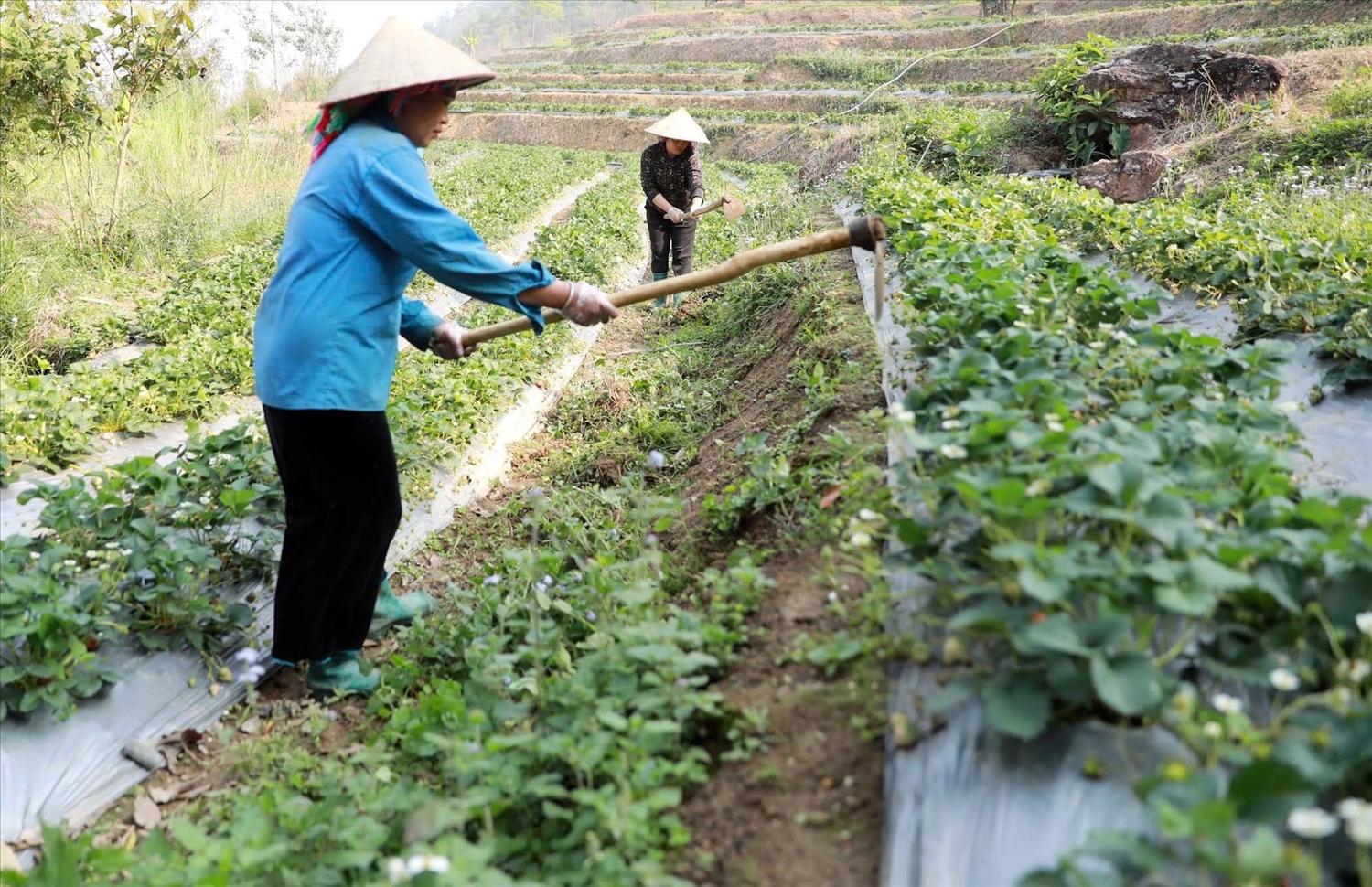 Cây dâu tây và các cây trồng có giá trị kinh tế cao đang dần thay thế những cây trồng truyền thống như ngô, lúa - Ảnh Báo Dân Tộc 