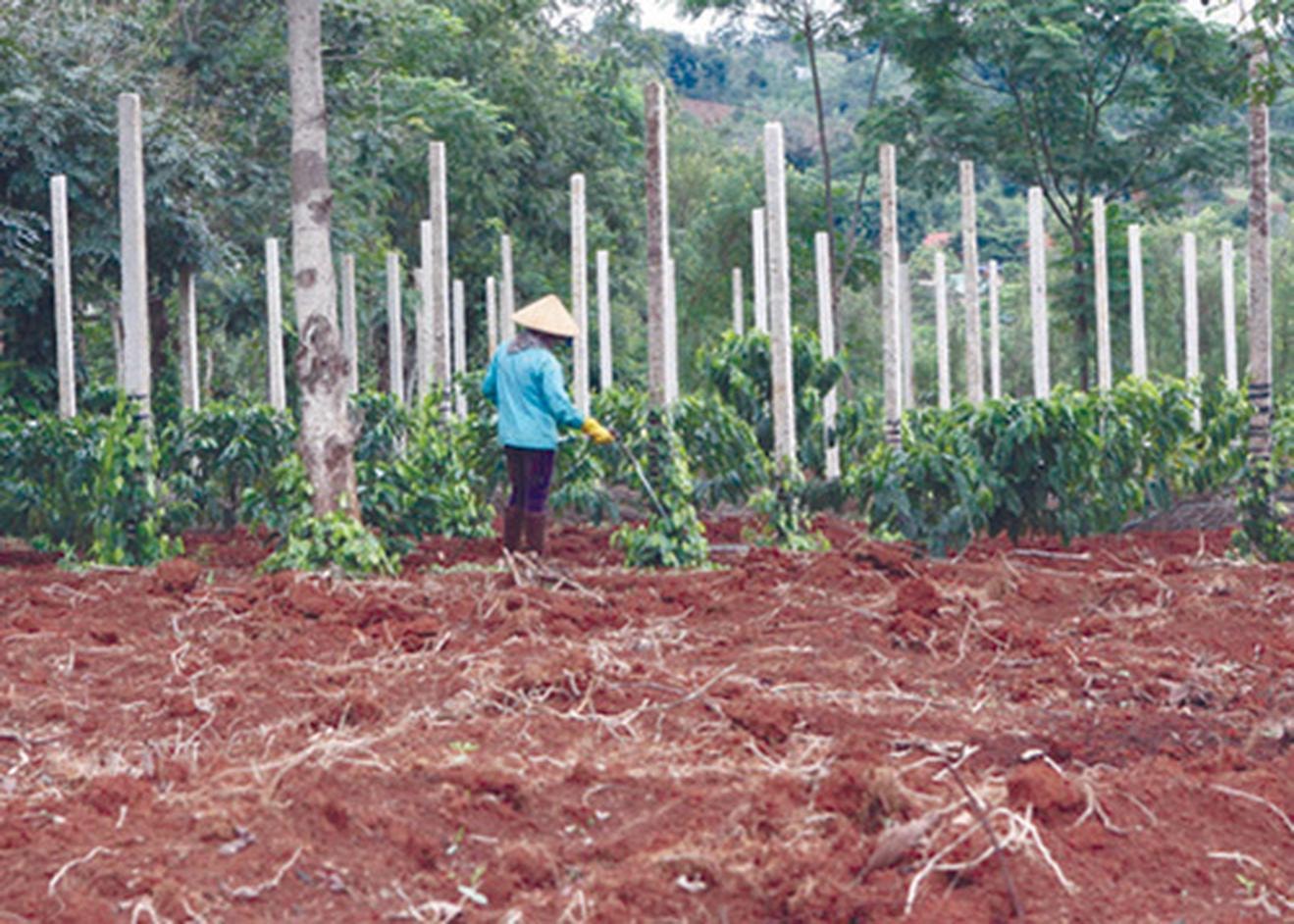Giá tiêu hôm nay 10/4: Thị trường trượt dốc, xuất khẩu gặp khó- Ảnh 1. Giá tiêu hôm nay