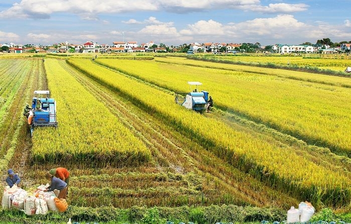 Chương trình MTQG 1719: Bệ đỡ vững chắc giúp đồng bào dân tộc thiểu số an cư, lập nghiệp- Ảnh 2. Mùa vàng ở Trà Vinh (Ảnh minh họa).