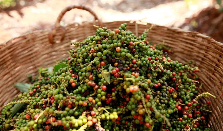 Giá tiêu ngày 11/4/2025: Thị trường khởi sắc, nhiều nơi chạm mốc 150.000 đồng/kg- Ảnh 1. Giá tiêu tại nhiều tỉnh thành có bước nhảy vọt, đưa mặt bằng giá quay lại ngưỡng 150.000 đồng/kg