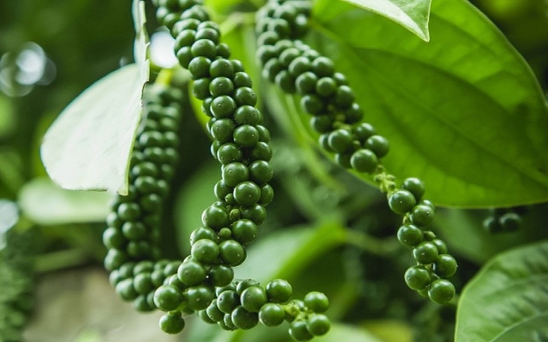 Thị trường tiêu trong nước ổn định, nông dân kỳ vọng giá sẽ tiếp tục tăng.