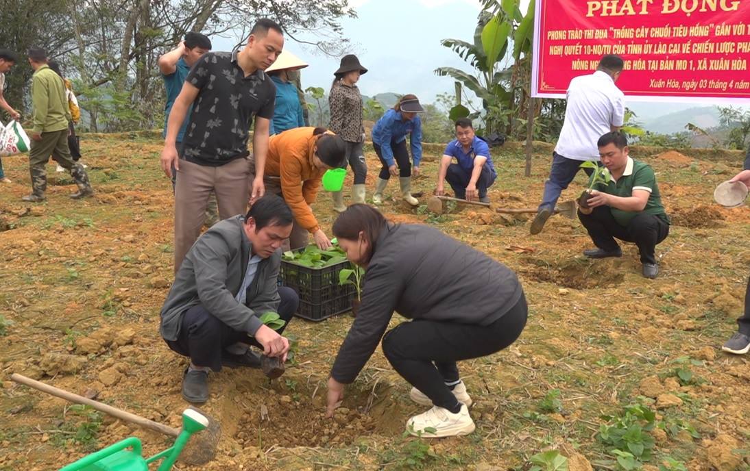 Ngày 3/4, xã Xuân Hòa tổ chức lễ phát động phong trào thi đua “Trồng cây chuối tiêu hồng” tại bản Mo1. (Ảnh Truyền Hình Bảo Yên)