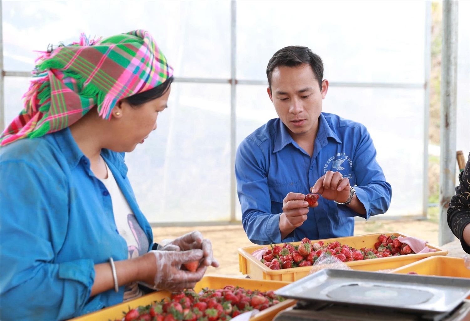 Không chỉ làm giàu cho bản thân, anh Vượng còn chủ động tư vấn hướng dẫn cho bà con Nhân dân trong bản, trong xã học tập làm theo từng bước vươn lên xóa đói giảm nghèo - Ảnh Báo Dân Tộc 