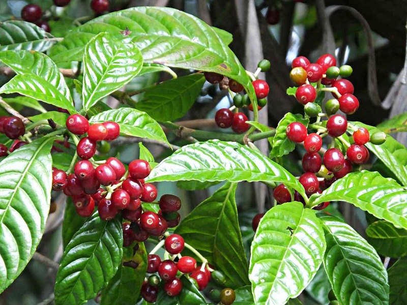 Cây trồng ở đất LNC mang tới giá trị lớn về kinh tế