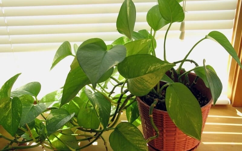 Dễ sống lại hợp phong thủy, trầu bà là lựa chọn tốt cho mệnh Mộc