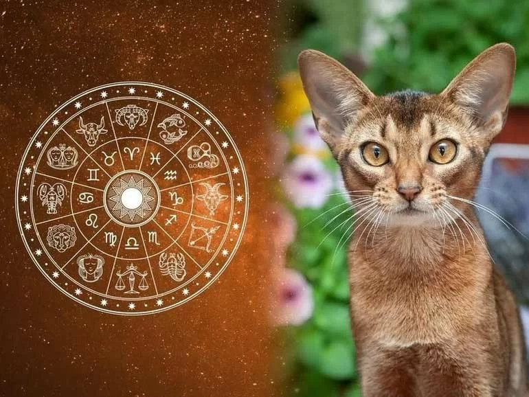 Bởi khôn khéo và hoạt bát, người tuổi Mão thường dễ được yêu mến