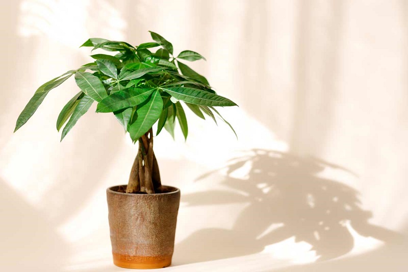 D&ugrave;ng c&acirc;y xanh để trang tr&iacute; l&agrave; c&aacute;ch đơn giản m&agrave; hiệu quả mang lại lớn