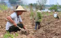 Trắng tay sau lũ vì những cành đào chết khô, người dân Nhật Tân giờ phải... trồng rau, hoa cúc để bán Tết