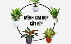 Mệnh Kim Nên Trồng Cây Gì Trước Nhà Để Đón Tài Lộc?