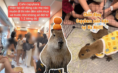 Cà phê capybara ở Hà Nội vừa mở đã "vỡ trận": Có người đi 3 lần mới được vào vuốt ve "thần tượng", 25 phút gặp gỡ quá ngắn ngủi so với số tiền bỏ ra?
