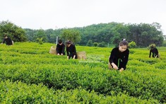 Thái Nguyên gắn chuyển đổi số với xây dựng nông thôn mới