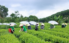 Để nguyên liệu chè Thái Nguyên tăng giá trị bền vững