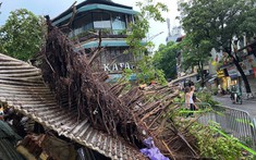 Bão Yagi chưa đổ bộ, hàng loạt cây xanh trên đường phố Hà Nội đã bật gốc ngổn ngang