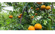 Vườn quýt Hồng vàng rực, trĩu quả dịp Tết ngay trung tâm TP Cần Thơ
