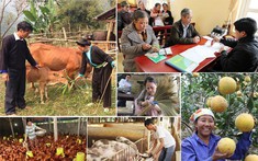 Yên Bái hỗ trợ phát triển sản xuất giảm nghèo bền vững trên địa bàn tỉnh