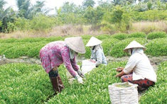 Công tác xóa đói giảm nghèo gắn với phát triển kinh tế tại Thanh Hóa