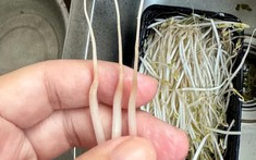 4 loại rau ở chợ thường bị “tắm thuốc” cho đẹp mắt, người bán không dám ăn, nhiều người lại thích mua