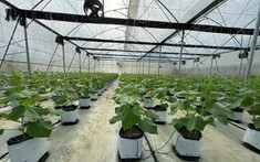 Văn Chấn phát triển nông nghiệp hữu cơ gắn với bảo vệ môi trường để xây dựng nông thôn mới bền vững