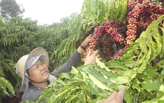 Lào Cai phát triển kinh tế nông nghiệp giúp người dân xóa đói giảm nghèo