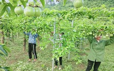 Cao Bằng triển khai nhiều giải pháp thực hiện chương trình giảm nghèo bền vững