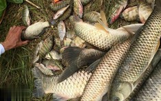 3 loại cá dễ “ôm ổ ký sinh trùng”, dân buôn cũng ngại ăn