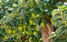 Loại quả được công nhận là “trái cây giàu năng lượng nhất thế giới”: Ngừa bệnh tật, có đầy ở Việt Nam