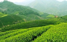 ĐỊNH HƯỚNG VÀ GIẢI PHÁP PHÁT TRIỂN CÁC HÌNH THỨC TỔ CHỨC SẢN XUẤT GẮN VỚI XÂY DỰNG NÔNG THÔN MỚI TRÊN ĐỊA BÀN TỈNH THÁI NGUYÊN