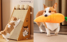 Đồ xịn cho boss, giá hời cho sen: Khám phá thế giới pet care nội địa Trung mùa 11.11!