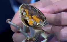 4 loại thịt dễ “ôm ổ ký sinh trùng”, dân buôn cũng ngại ăn