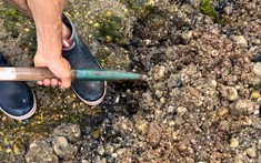 Đi đào giun, người đàn ông phát hiện kho báu vô giá nặng 6kg