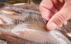 Đừng mua 5 loại cá này nữa, nhà có sẵn cũng đừng ăn, tôi mừng vì người bán cá đã tiết lộ