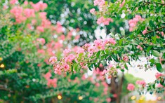 Loại cây là biểu tượng của thịnh vượng và bình an: Trồng một cây trong nhà, có được nhiều vị thuốc